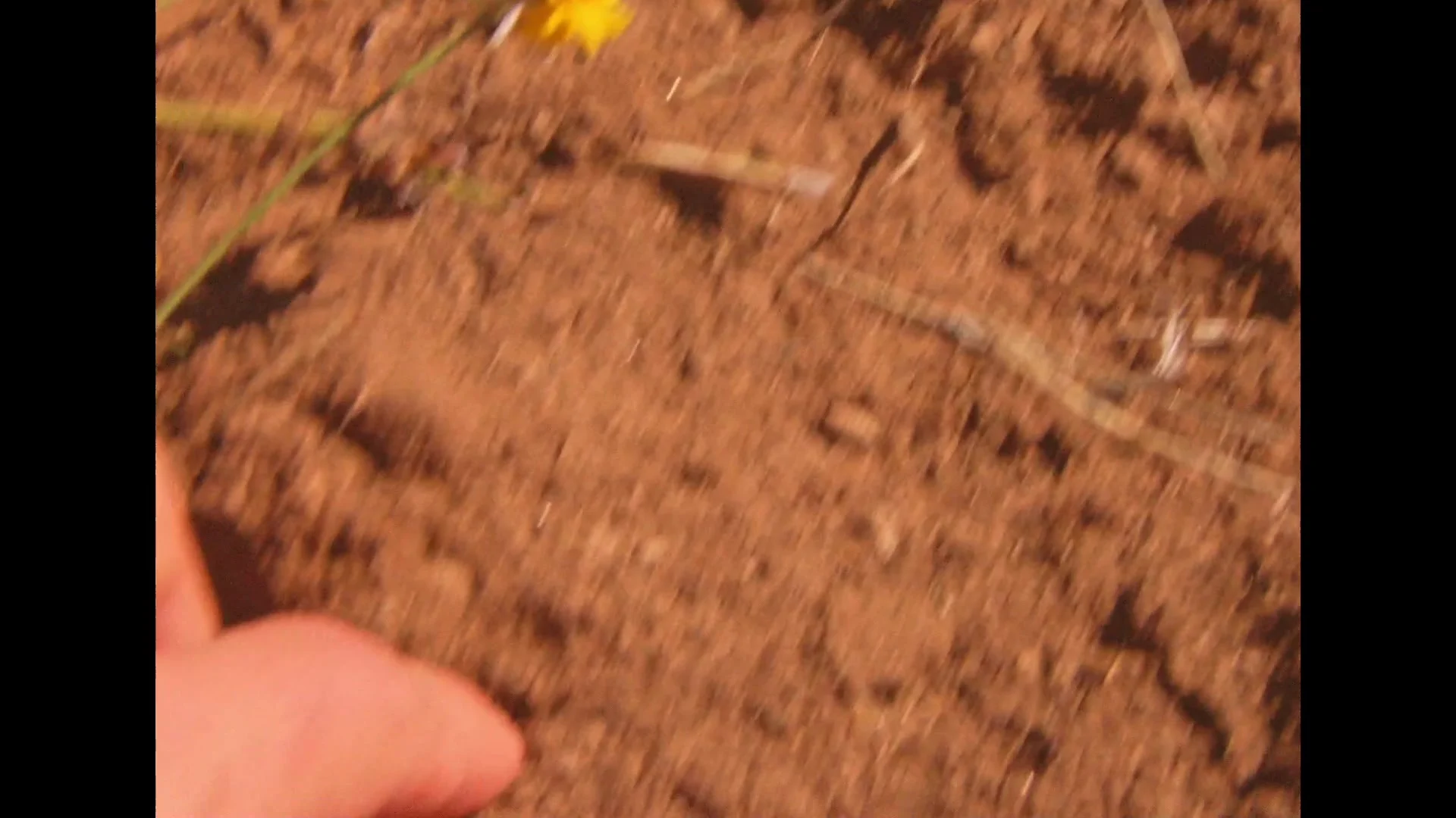 Raíces — film still